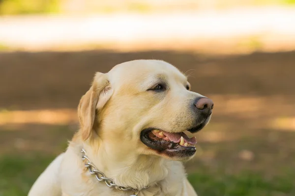 Labrador hond portret in een park. A gedetailleerde dicht tot uiterlijk. — Stockfoto