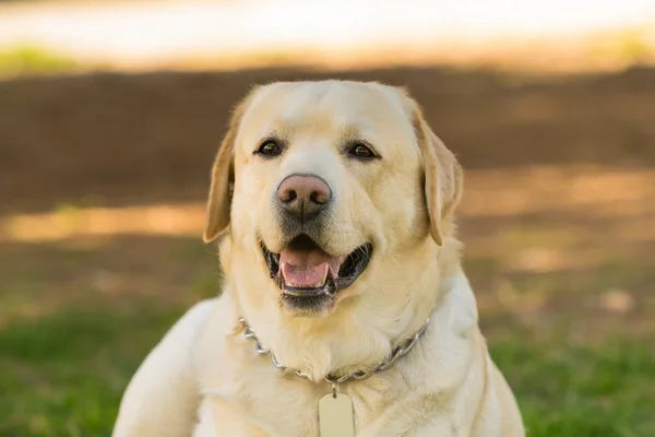 Labrador köpek portre. — Stok fotoğraf