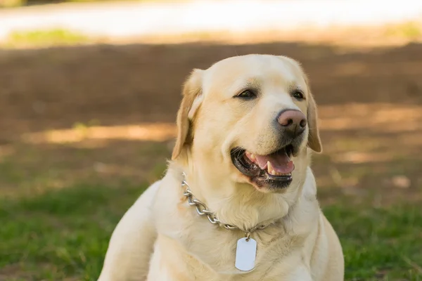 血統書付きのラブラドール犬の肖像画。間近で見て. — ストック写真