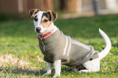 Jack russell terrier köpek portre bir park.