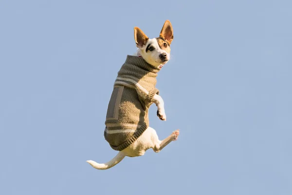 Jack Russell cão pulando alto no ar olhando para a câmera. Um momento engraçado de um cão voador usando roupas de inverno . — Fotografia de Stock