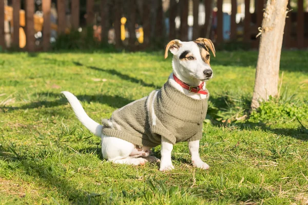 Bonito retrato de cão Jack Russell em um parque . — Fotografia de Stock
