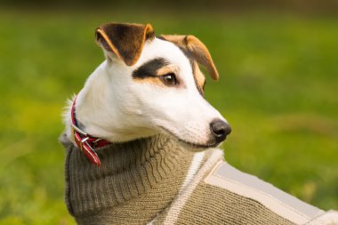 Jack Russell köpek portre.