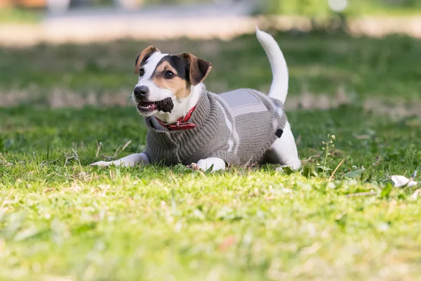 Jack Russell cão terrier jogando em um parque com um pinheiro . — Fotografia de Stock