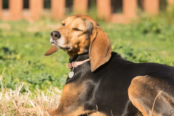 Retrato de perro de caza descansando al sol . — Foto de Stock