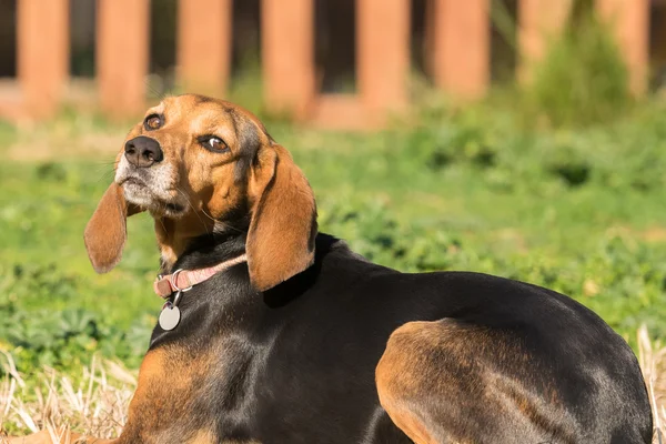 Retrato de perro de caza en un parque descansando y disfrutando del sol con los ojos cerrados . — Foto de Stock