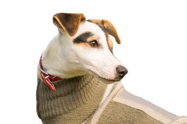 Güzel Jack Russell terrier portre üzerinde beyaz izole.