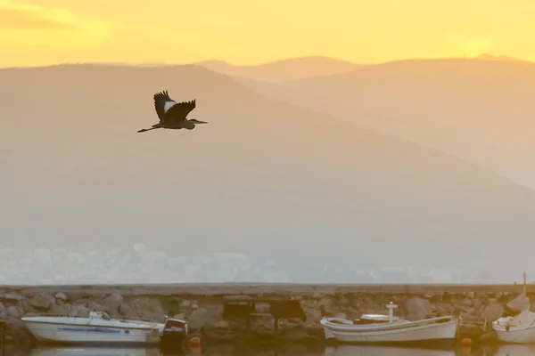 Héron noir volant contre le coucher du soleil et les bateaux de pêche dans la zone humide de Nauplie en Grèce . — Photo
