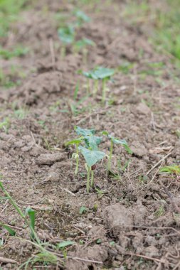 Organik çiftlikte fide fidesi