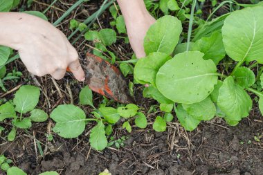 organik çiftlikte organik sebze