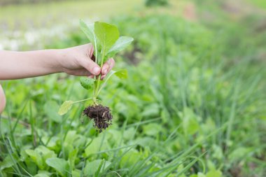 organik çiftlikte organik sebze