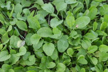 organik çiftlikte organik sebze