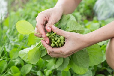 organik çiftlikte organik sebze