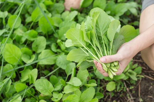 Ekologisk Grönsak Ekologisk Odling — Stockfoto