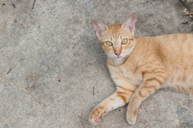 benim evde beslenen hayvan