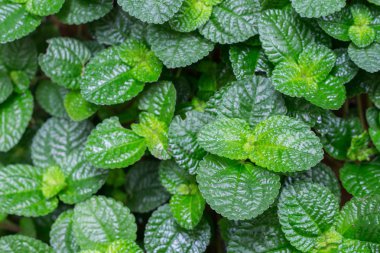 yeşil yeşillik artalan