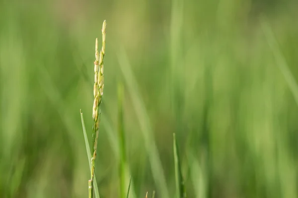 Rijst veld na de oogst — Stockfoto