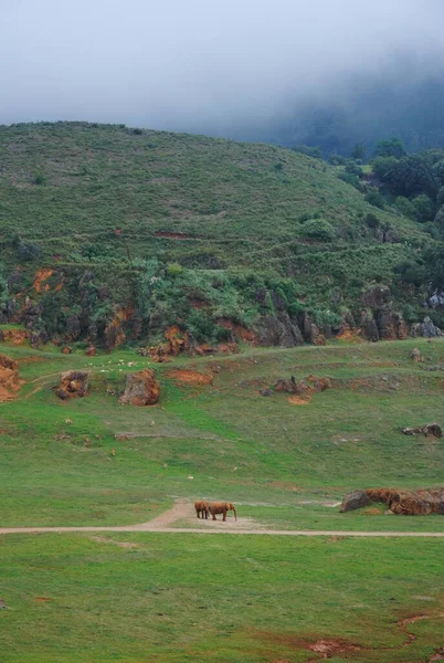 在风景如画的高山背景下的西班牙公园里的大象和其他动物 — 图库照片