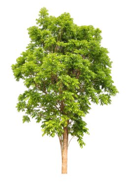 Manzara tasarım kullanımı için beyaz zemin üzerinde izole edilmiş maun ağacı