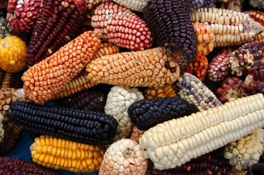Peru 'nun yerli Cusco, Peru' daki yerel pazardan gelen ve Hint İnkaları ve Güney Amerika 'daki Maya halkı için temel besin kaynağı olan biyoçeşitliliği gösteren aile yadigarı mısırlarının karışımı.