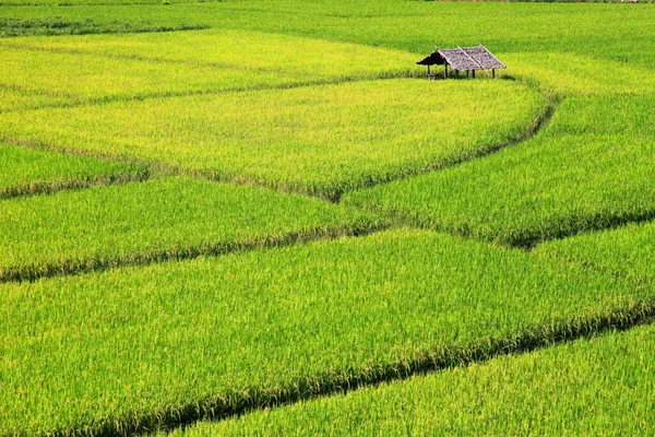 Zielone Pole Ryżowe Małą Chatką Tle Doliny Górskiej Chiangmai Tajlandia — Zdjęcie stockowe