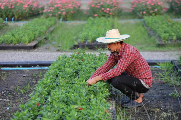 Jardineiro Asiático Está Capinando Canteiro Flores Para Negócio Flores Cortadas — Fotografia de Stock