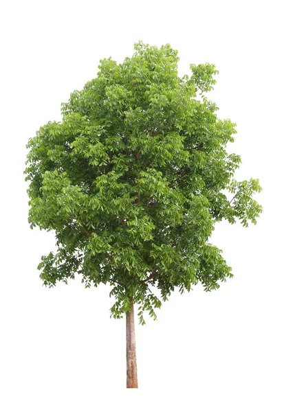 ランドスケープデザイン用途のために白い背景に孤立マホガニーの木 — ストック写真