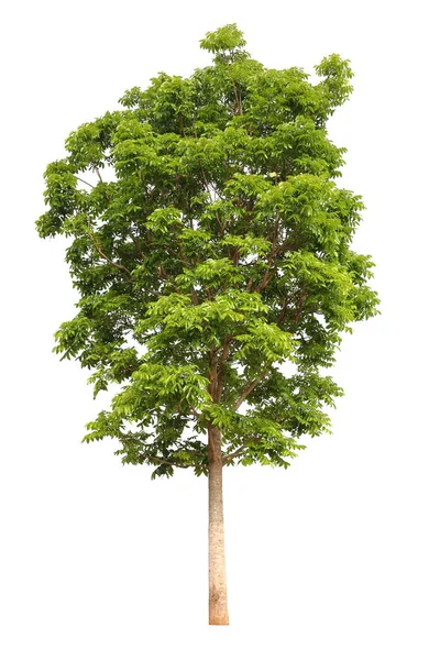 Isolierter Mahagoni Baum Auf Weißem Hintergrund Für Die Landschaftsplanung — Stockfoto