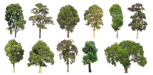 白地に隔離された森から設計のために成熟した大きな熱帯の木のコレクションセット — ストック写真