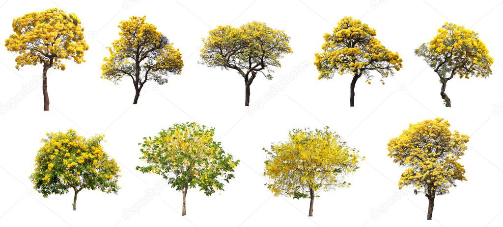 The collection set of isolated golden yellow cortez flower blossom trees on white background for spring and summer season design
