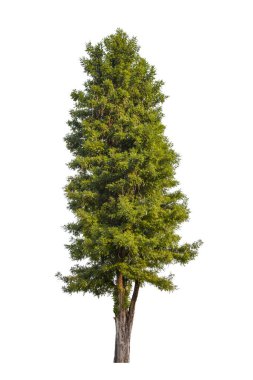 Tasarım için beyaz zemin üzerinde izole edilmiş olgun tropikal ağaç.