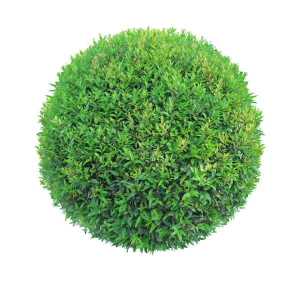 Ronde Pom Pom Vorm Geknipt Topiary Boom Geïsoleerd Witte Achtergrond — Stockfoto