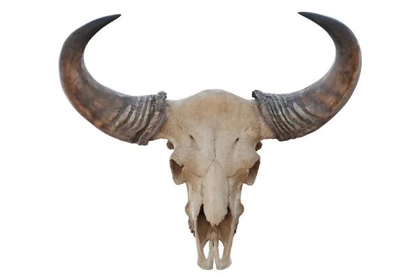 Skull Åldrande Tjur Huvud Med Horn Isolerad Vit Bakgrund — Stockfoto