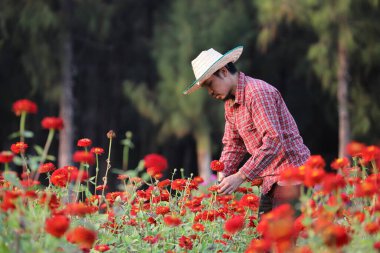 Asyalı bahçıvan zinnia çiçeklerini kesiyor. Kopya alanı ile çiçek işini kesmek için secateurs kullanıyor.