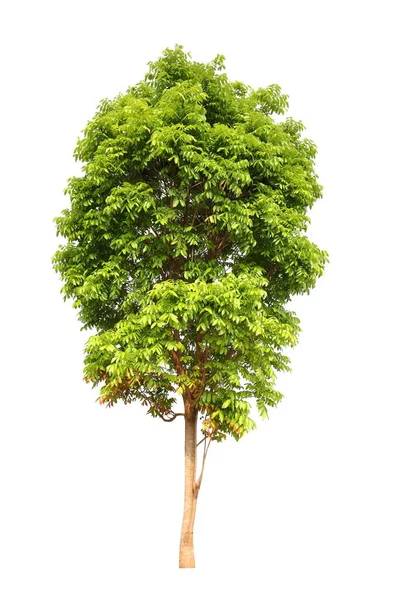 Μεμονωμένο Δέντρο Μαόνι Λευκό Φόντο Για Χρήση Σχεδίασης Τοπίου — Φωτογραφία Αρχείου