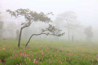 Tayland 'daki Sai Thong Ulusal Parkı' nın içinde yoğun sis bulunan çayırlarda pembe ve mor siam lale, sokağa çıkma yasağı var.