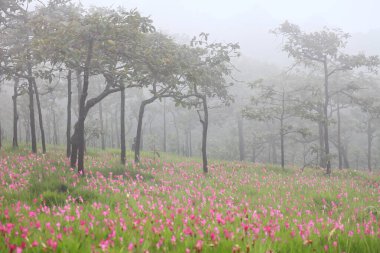 Tayland 'daki Sai Thong Ulusal Parkı' nın içinde yoğun sis bulunan çayırlarda pembe ve mor siam lale, sokağa çıkma yasağı var.