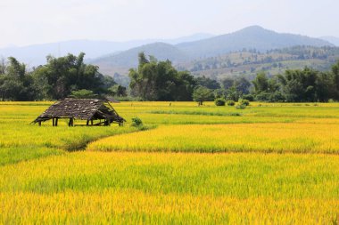 Dağlarla çevrili altın pirinç tarlası.