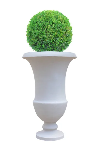 日本和英国设计花园的圆形圆顶树形顶层树 与白色背景隔离的罗马风格的大陶罐 — 图库照片