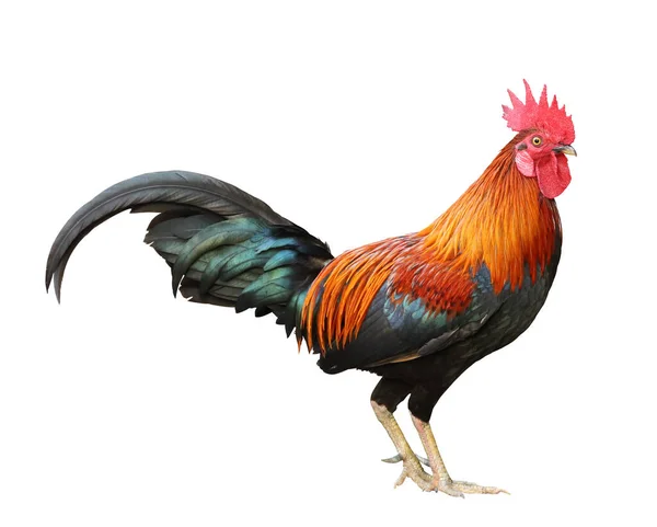 Renkli serbest erkek horoz kırpma yolu ile beyaz arka planda izole