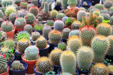 Kuru aşk bahçesi için yeşil evde kaktüs ve sulu raflar.