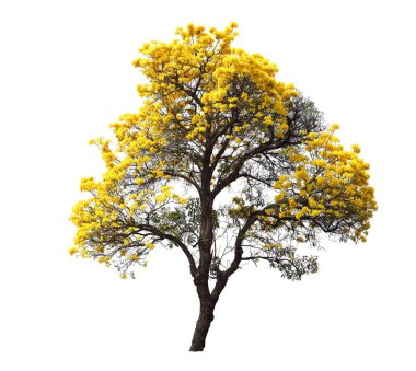 İzole edilmiş tabebuia. Beyaz arka planda sarı kortez çiçeği ağacı.