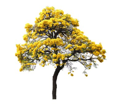 İzole edilmiş tabebuia. Beyaz arka planda sarı kortez çiçeği ağacı.