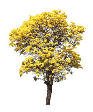 İzole edilmiş tabebuia. Beyaz arka planda sarı kortez çiçeği ağacı.
