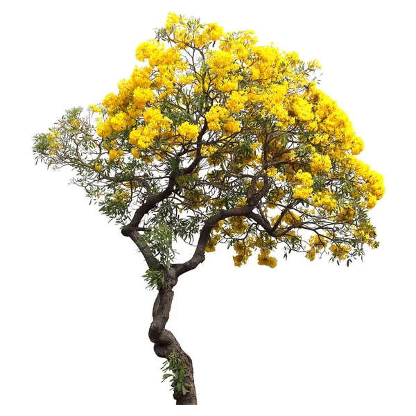 İzole edilmiş tabebuia. Beyaz arka planda sarı kortez çiçeği ağacı.