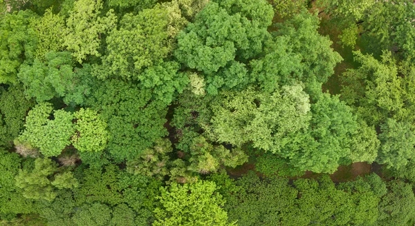 Luftaufnahme Von Tropischen Wäldern Während Des Sommers Für Umwelt Und — Stockfoto