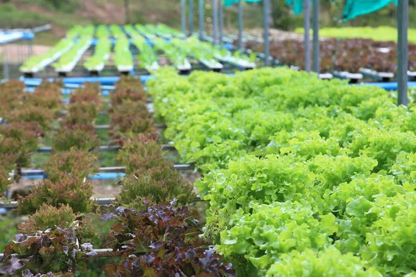 Cultivo Ensalada Granja Sistema Hidropónico Para Agricultura Concepto Vegetariano — Foto de Stock