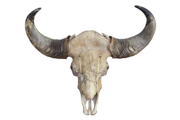 Cráneo Cabeza Toro Envejecida Con Cuerno Aislado Sobre Fondo Blanco —  Fotos de Stock