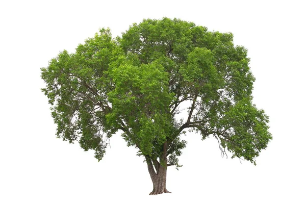 Árvore Jambolana Isolada Sobre Fundo Branco — Fotografia de Stock