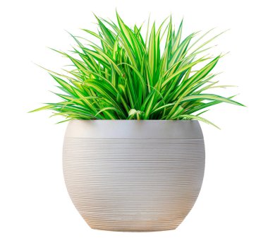 Bahçe tasarımı için beyaz arka planda izole edilmiş, beyaz, yuvarlak, çağdaş ot kabında çeşitli otlar bulunan pandanus bitkisi.